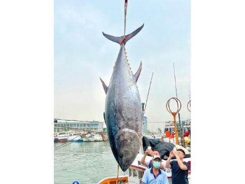 2023黑鮪魚季第一鮪確認 7日熱鬧拍賣